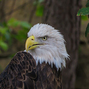 Meet your Posher, Chase